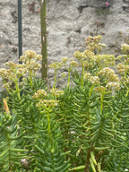 Crassula tetragona
