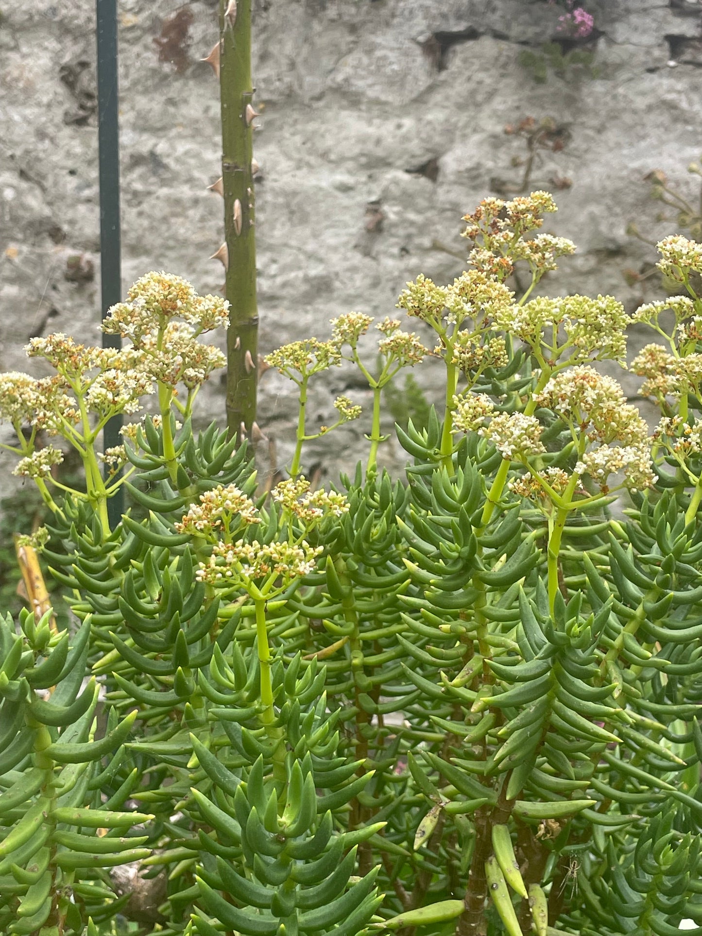 Crassula tetragona