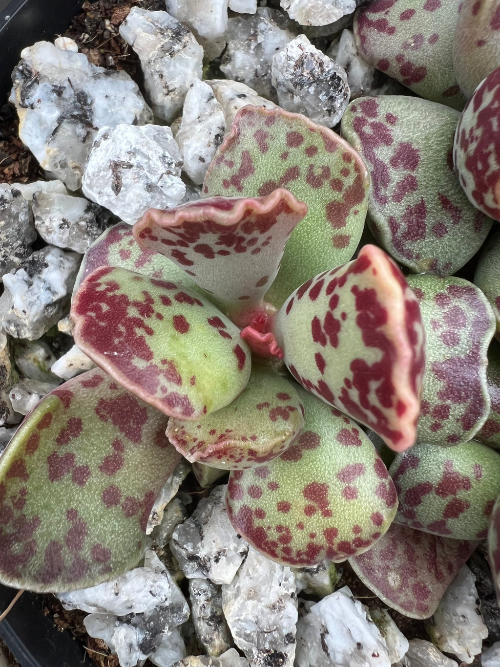 Adromischus cooperi Plover Eggs Plant with pale green and deep red spotted leaves on white pebbles.