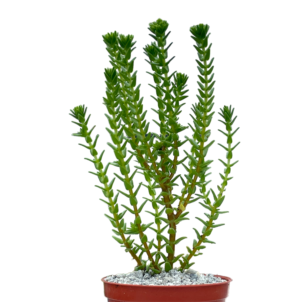 Crassula ericoides