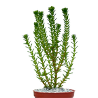 Crassula ericoides
