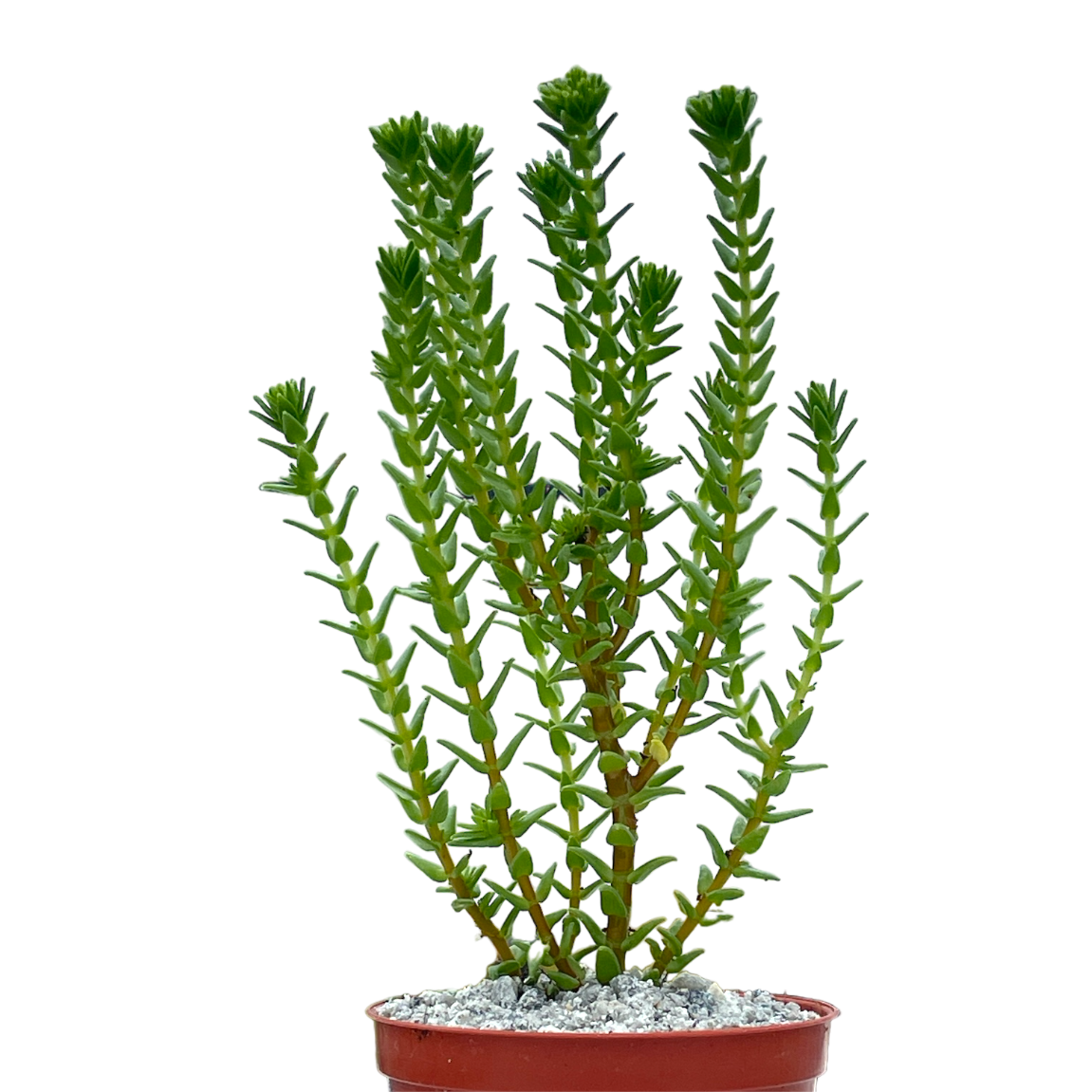Crassula ericoides