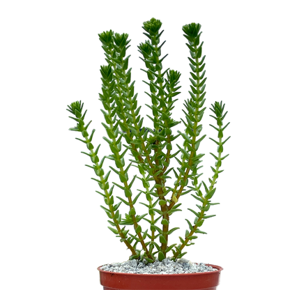 Crassula ericoides