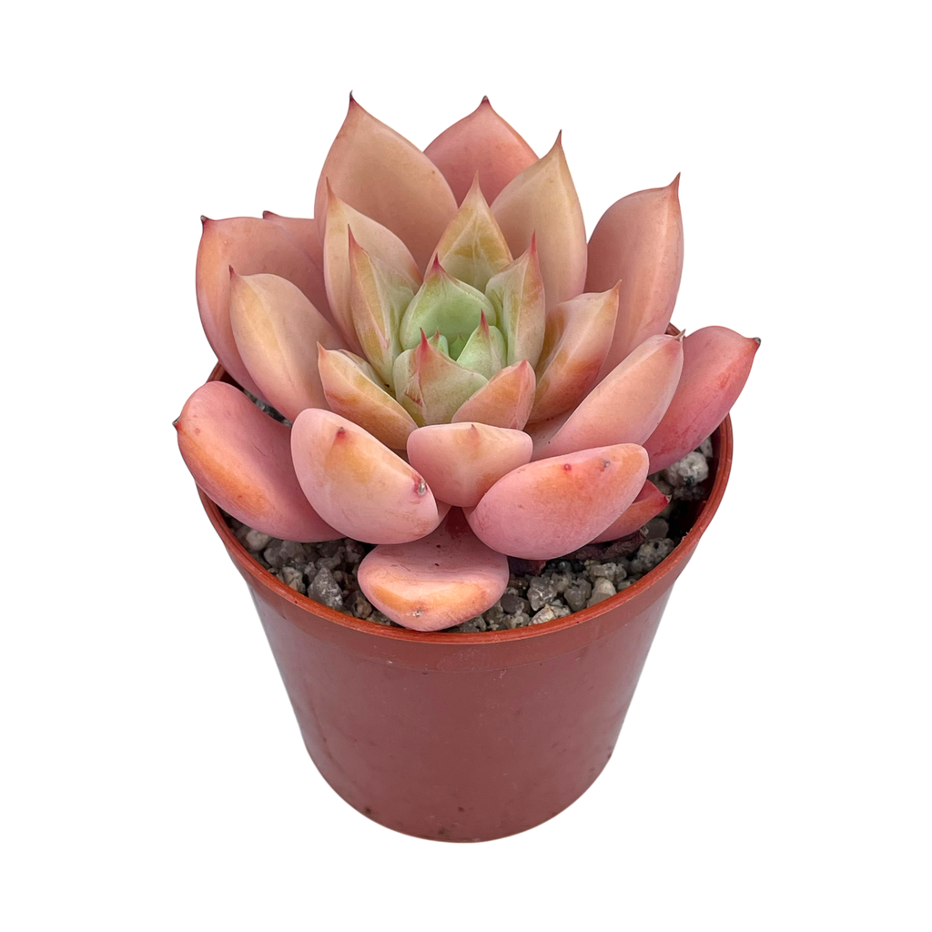 x Graptoveria 'Nyla Blue'