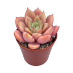 x Graptoveria 'Nyla Blue'