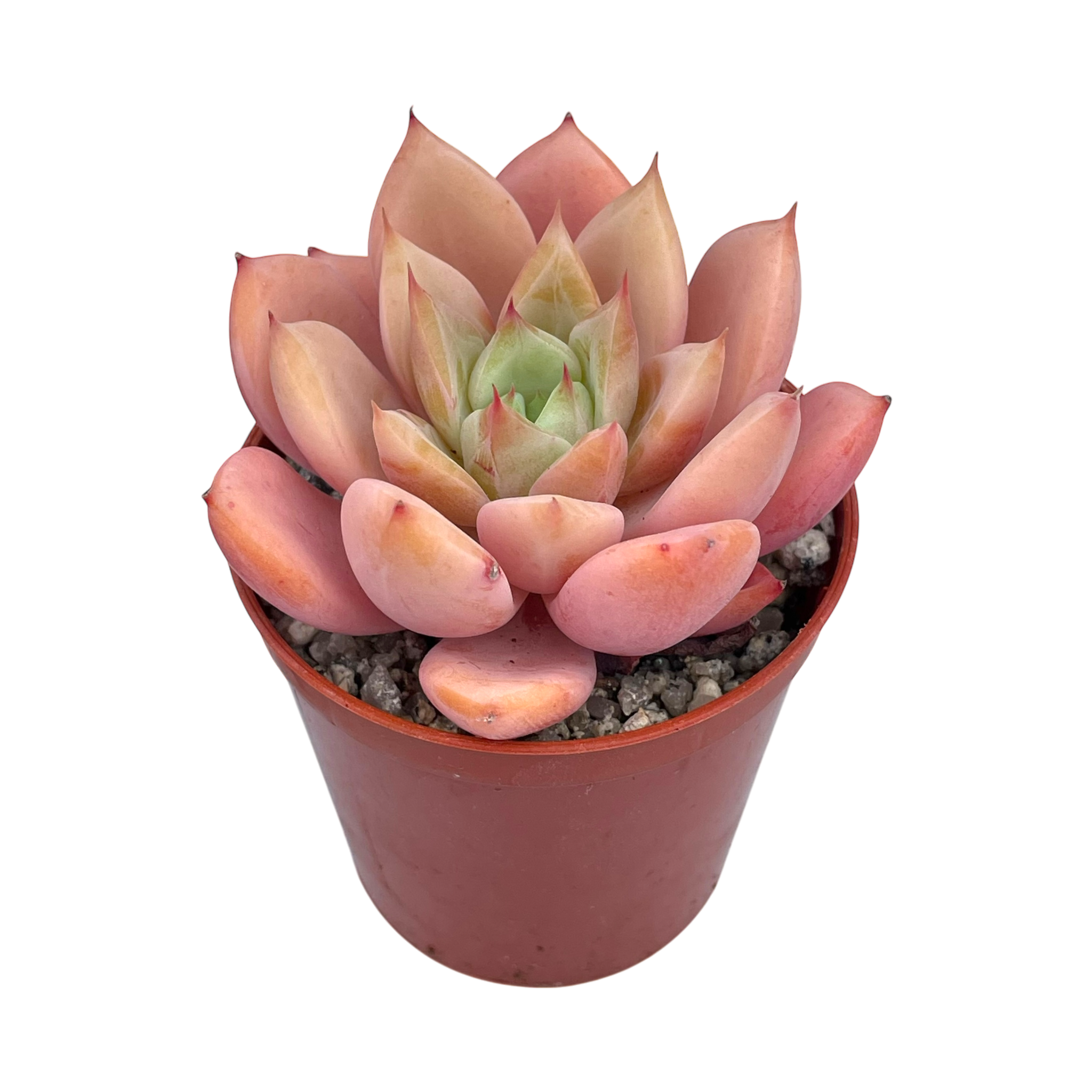 x Graptoveria 'Nyla Blue'