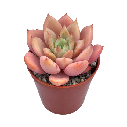x Graptoveria 'Nyla Blue'