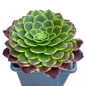 Aeonium 'Fiesta'