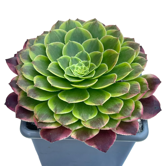 Aeonium 'Fiesta'