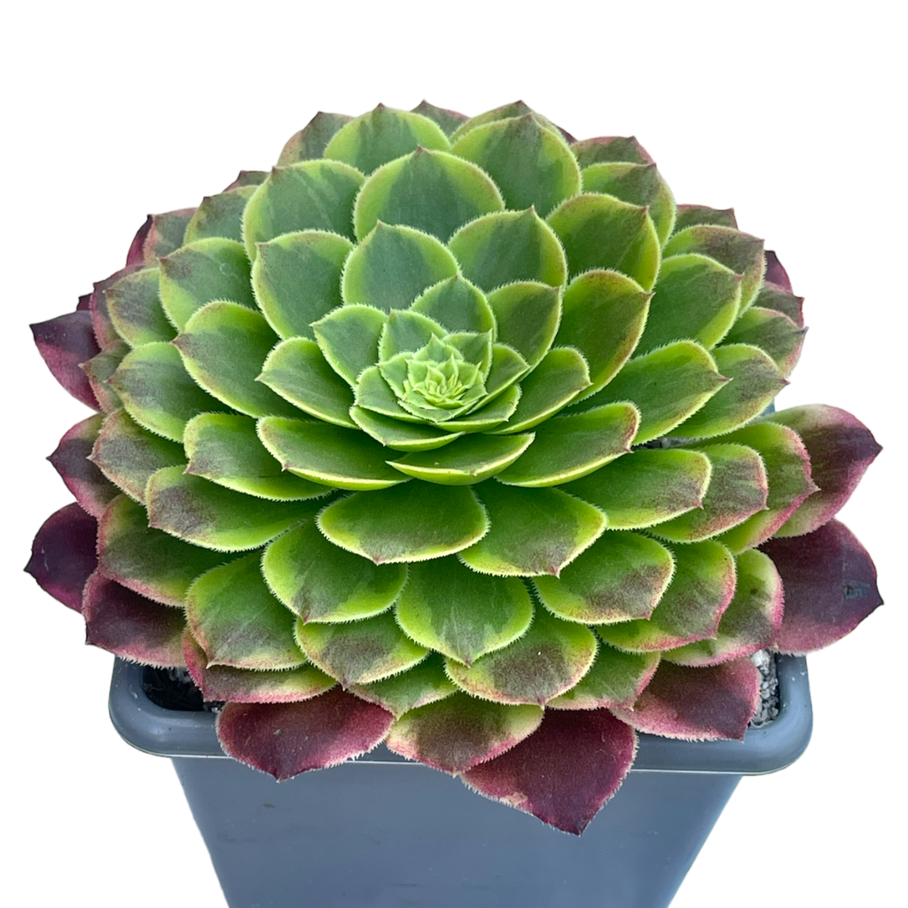 Aeonium 'Fiesta'