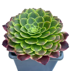 Aeonium 'Fiesta'