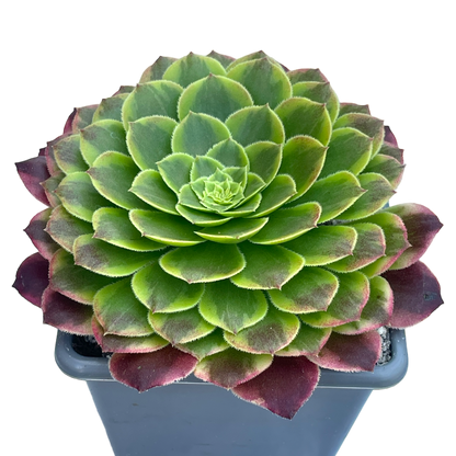 Aeonium 'Fiesta'