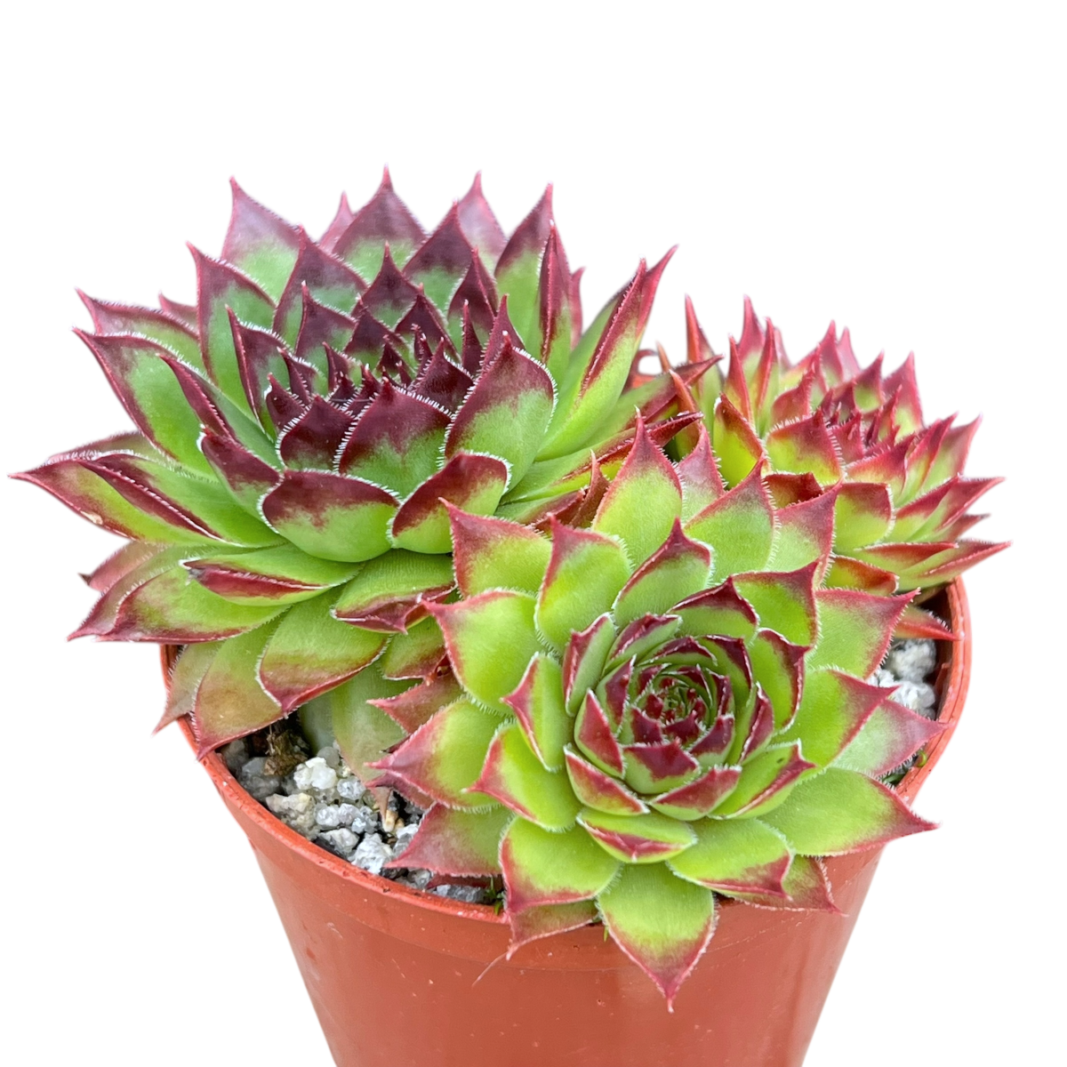 Jovibarba heuffelii 'Tan'