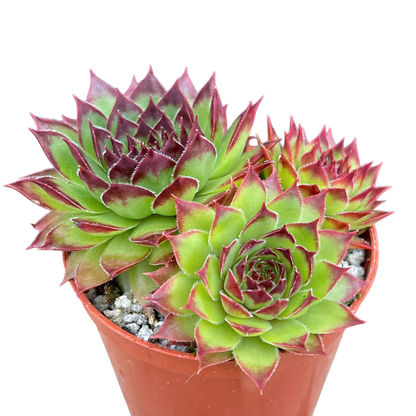 Jovibarba heuffelii 'Tan'