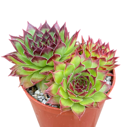 Jovibarba heuffelii 'Tan'