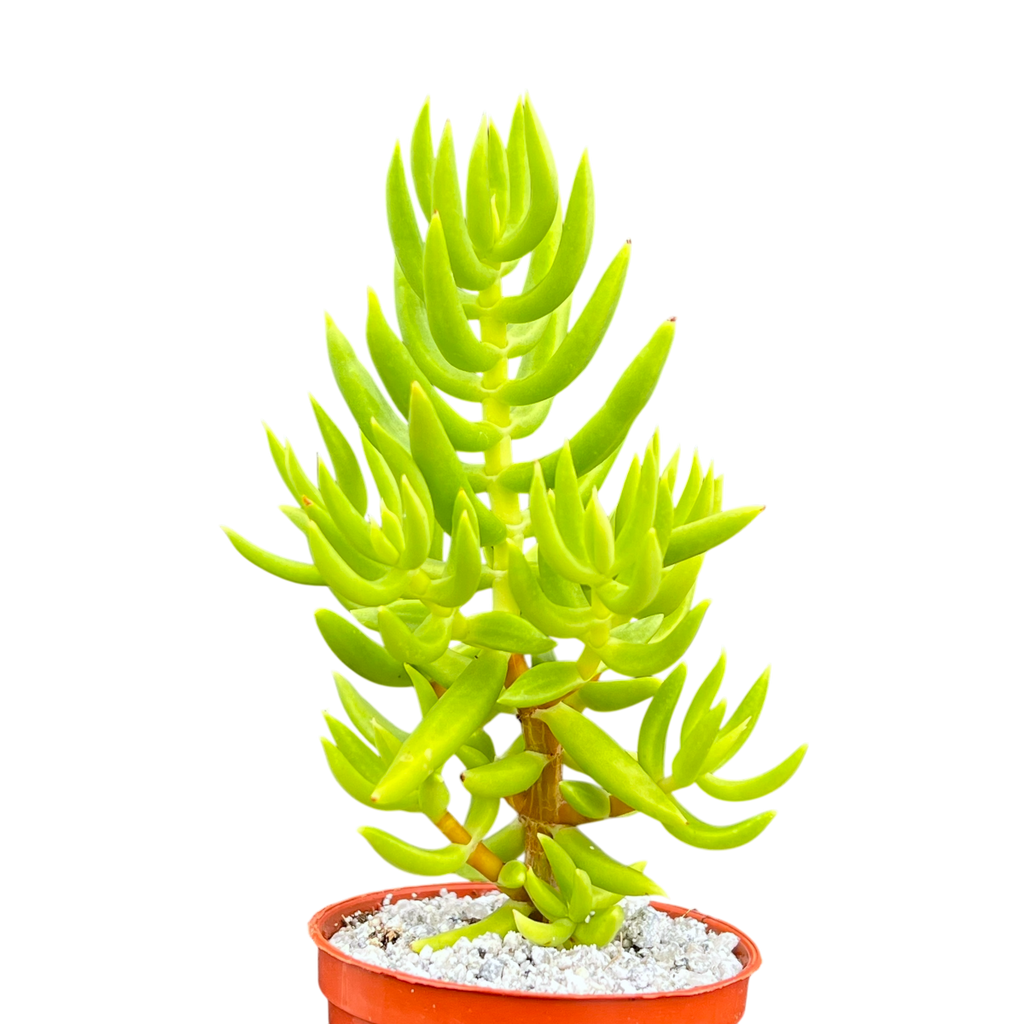 Crassula tetragona