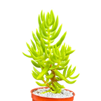 Crassula tetragona