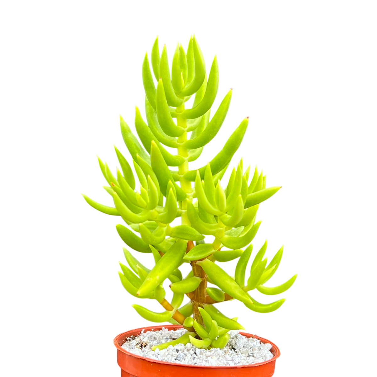 Crassula tetragona