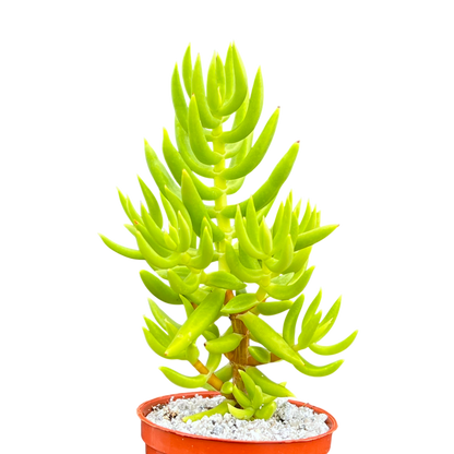Crassula tetragona