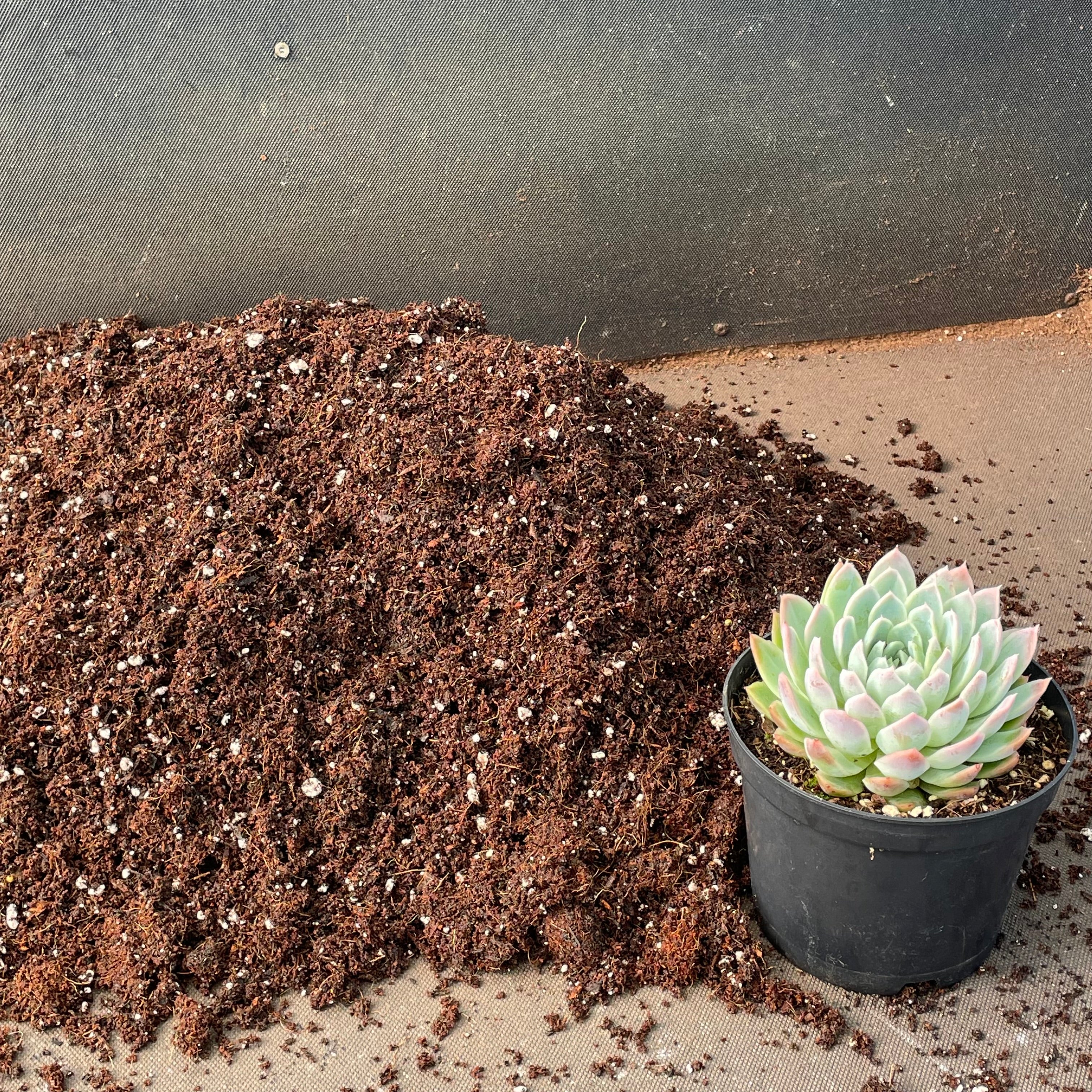 can you use compost for succulents General Succulent Compost Mix – Surreal Succulents