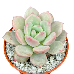 x Pachyveria 'Elaine Reinelt'