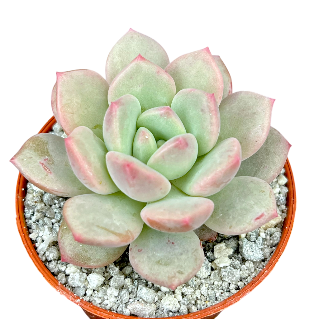 x Pachyveria 'Elaine Reinelt'