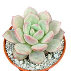 x Pachyveria 'Elaine Reinelt'