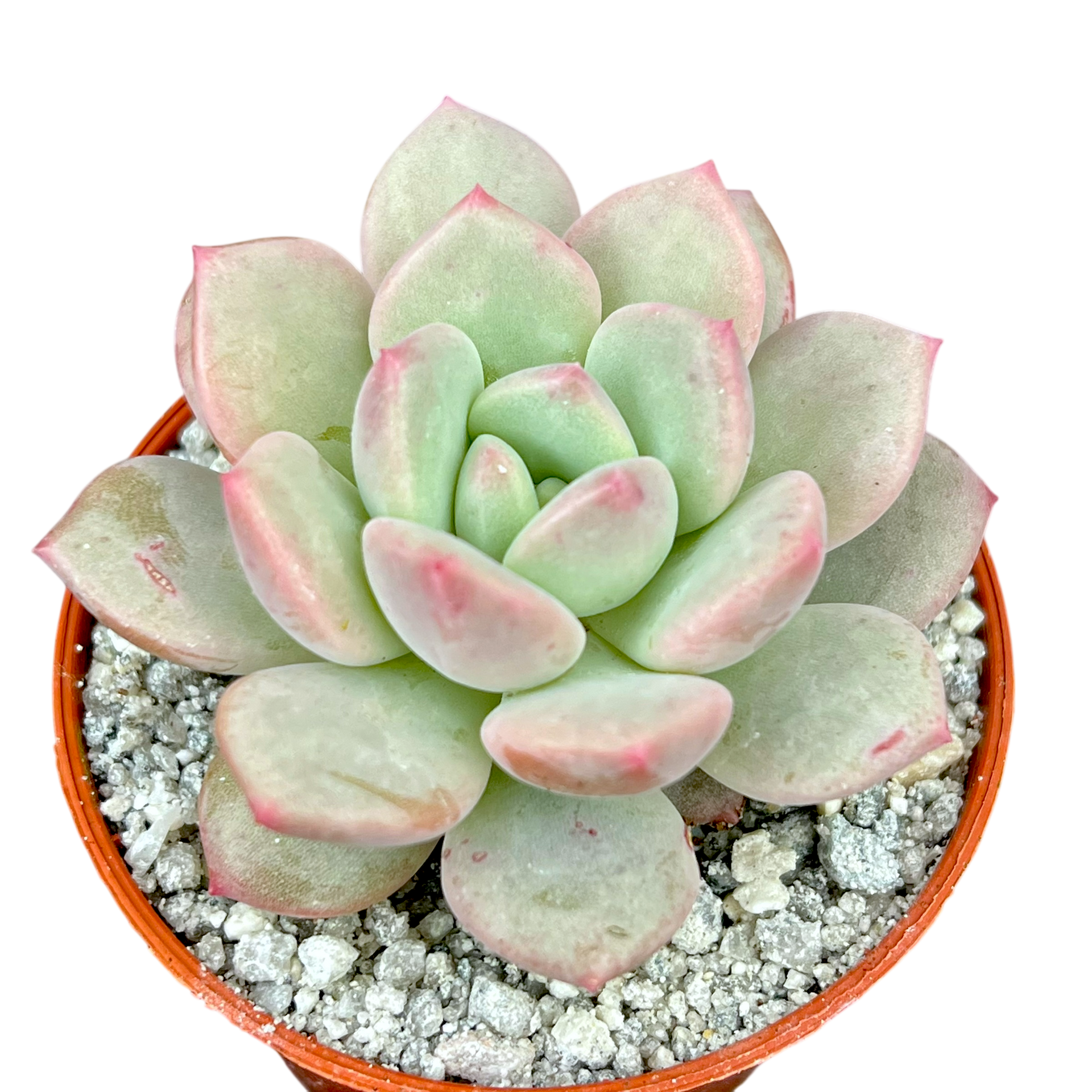 calypso succulent care x Pachyveria 'Elaine Reinelt' – Surreal Succulents