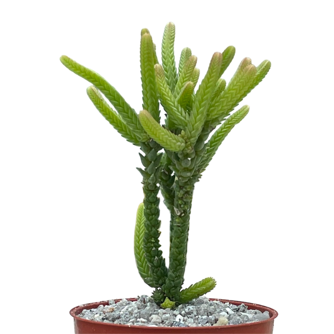 Crassula muscosa