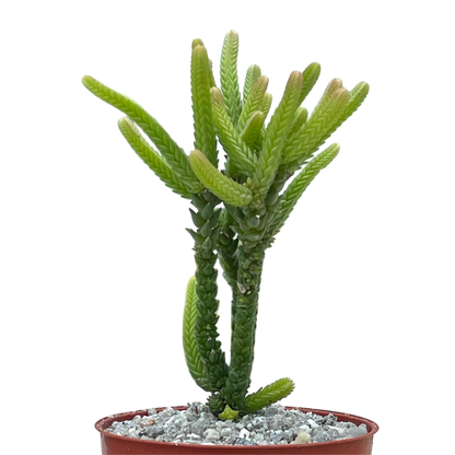 Crassula muscosa