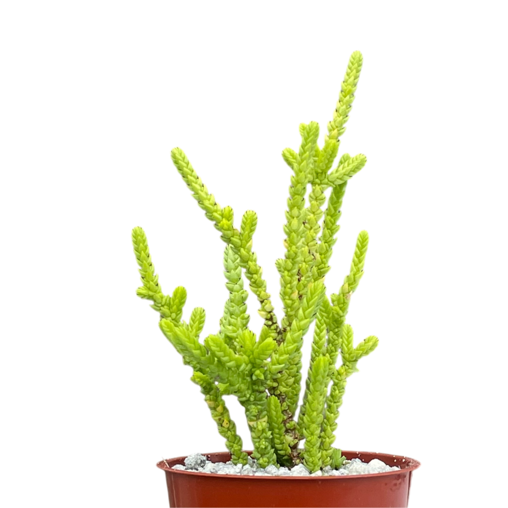 Crassula muscosa f. acuminata