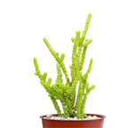 Crassula muscosa f. acuminata