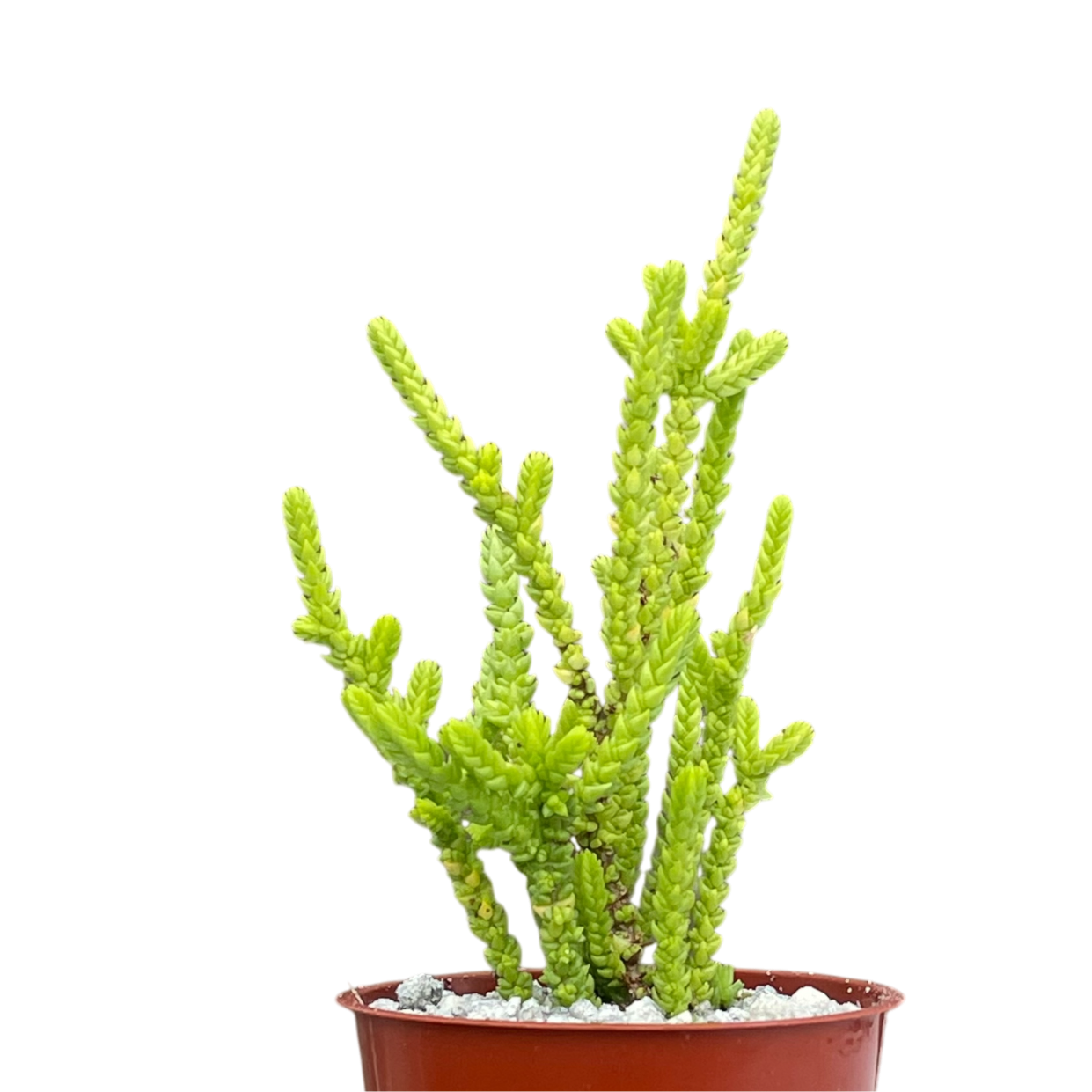 Crassula muscosa f. acuminata