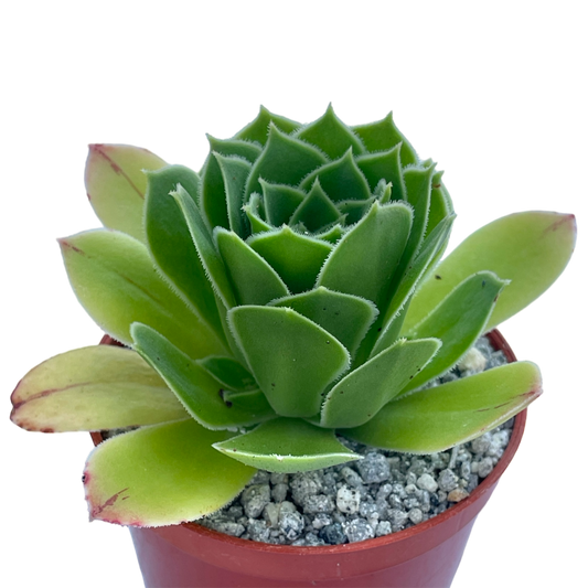Aeonium 'Emerald Flame'