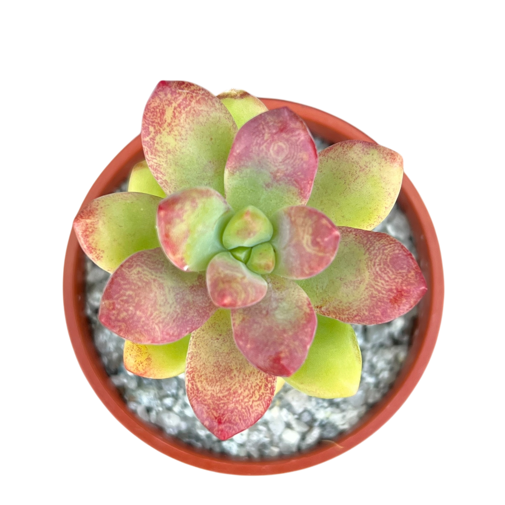 Sedum 'Sandra Mottram'