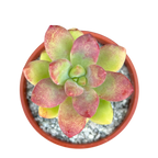 Sedum 'Sandra Mottram'