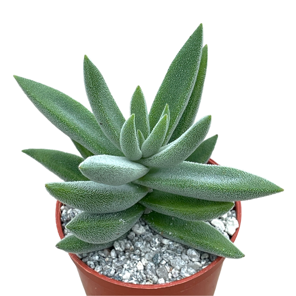Crassula mesembryanthemoides