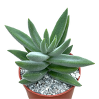 Crassula mesembryanthemoides