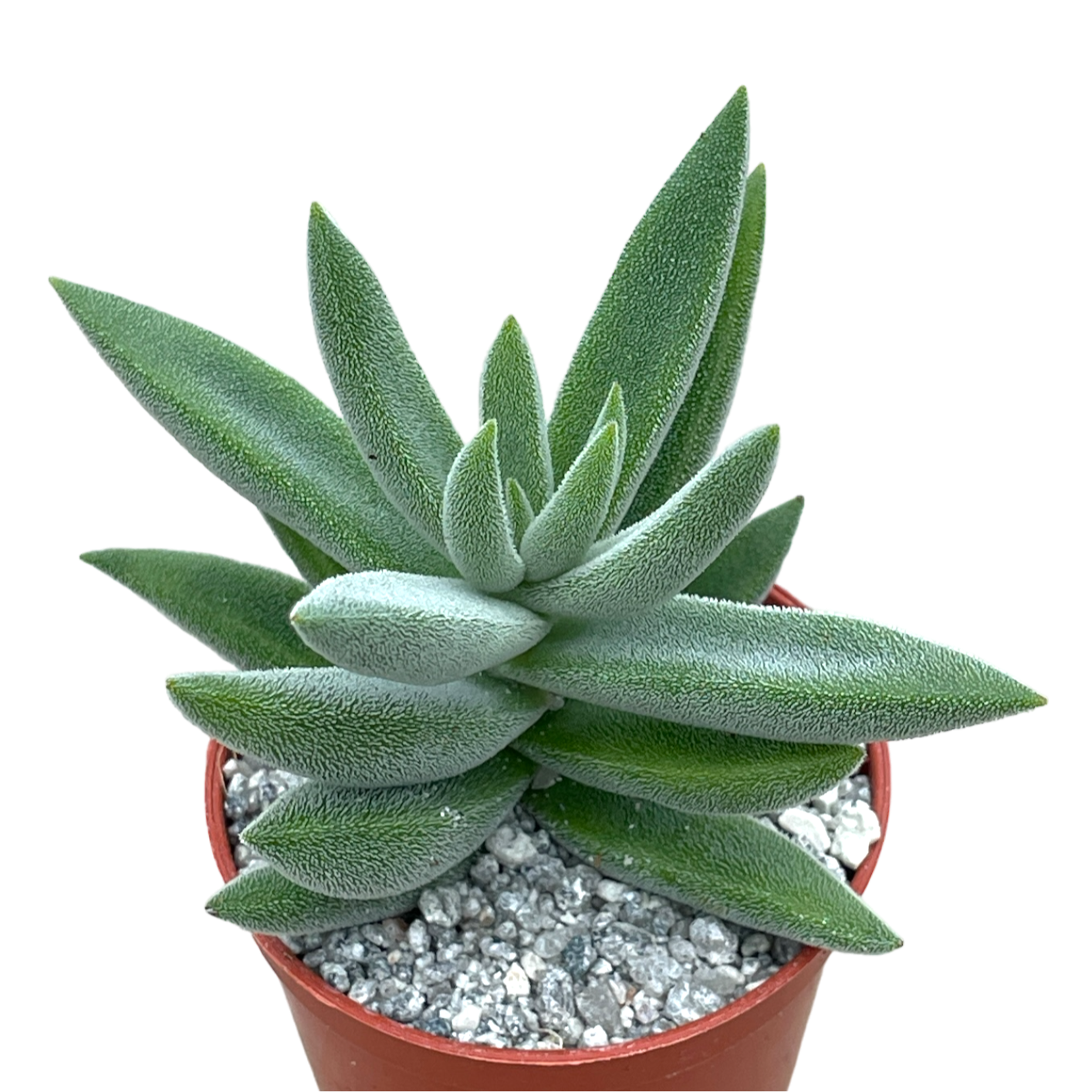 Crassula mesembryanthemoides