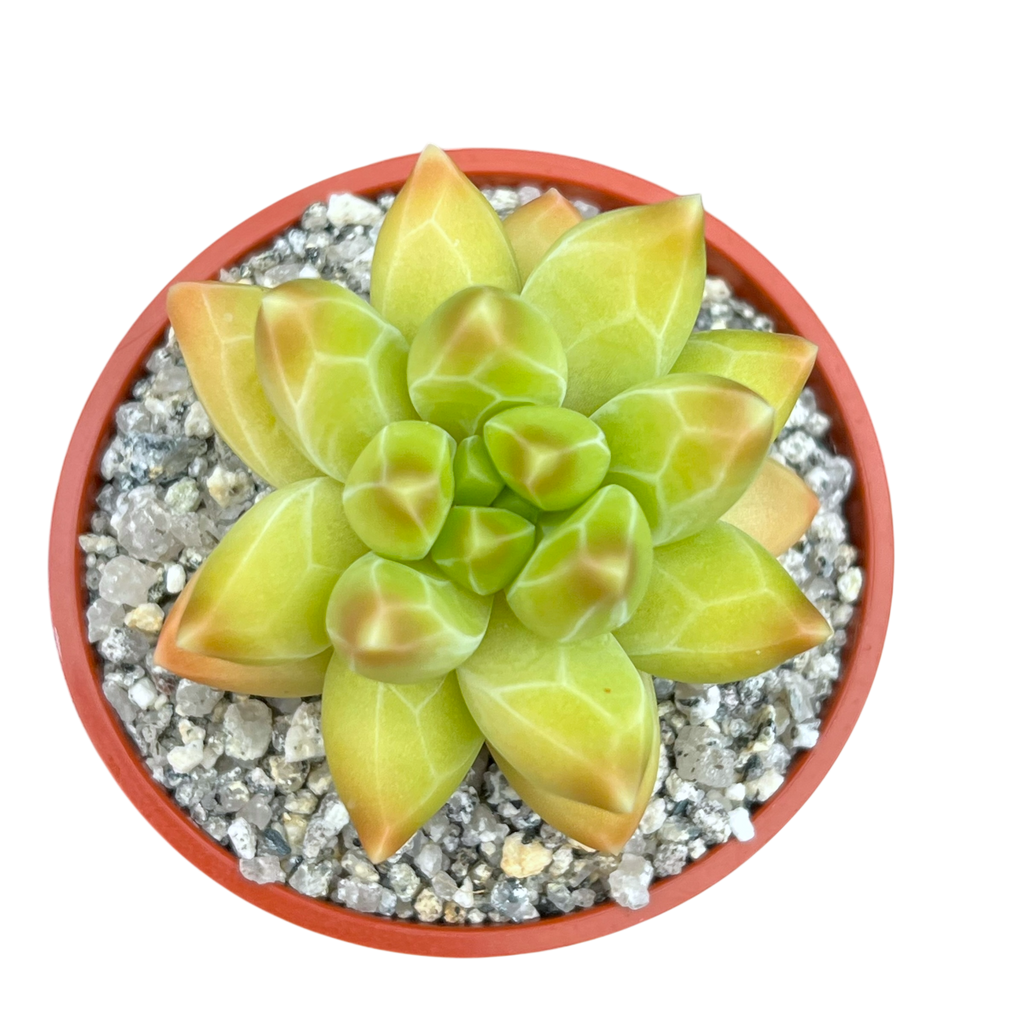 Pachyphytum compactum 'Little Jewel'