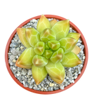 Pachyphytum compactum 'Little Jewel'