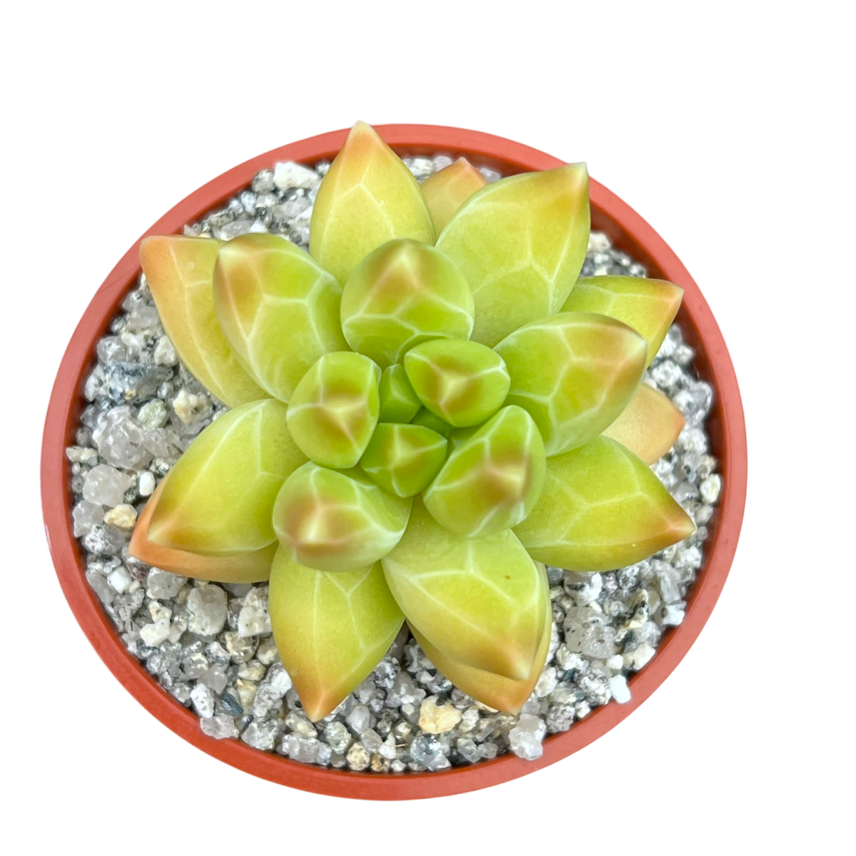 Pachyphytum compactum 'Little Jewel'