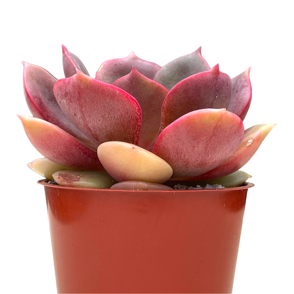 Echeveria 'Zestar'