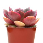 Echeveria 'Zestar'