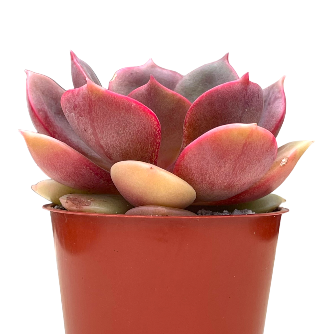 Echeveria 'Zestar'