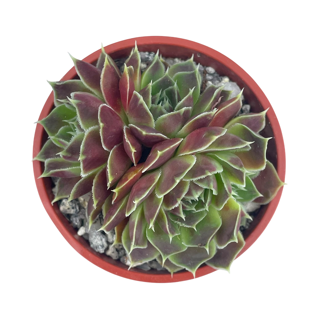 Jovibarba heuffelii 'Angel's Wings'