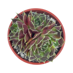 Jovibarba heuffelii 'Angel's Wings'