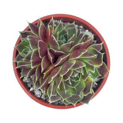 Jovibarba heuffelii 'Angel's Wings'
