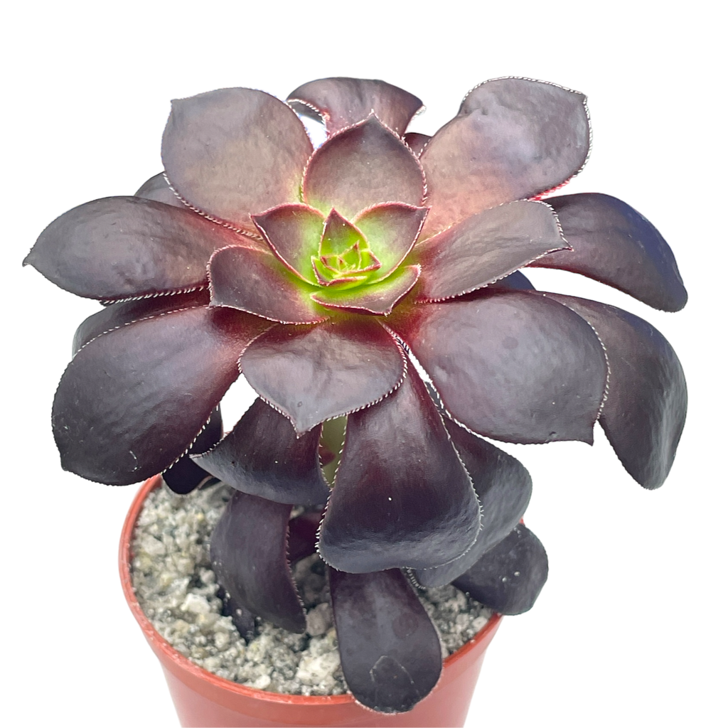dark unison succulent Aeonium 'Blood' – Surreal Succulents