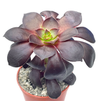Aeonium 'Blood'